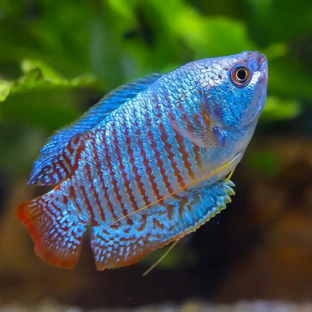 40 Coolest Freshwater Aquarium Fish 2024: For All Fish Keepers